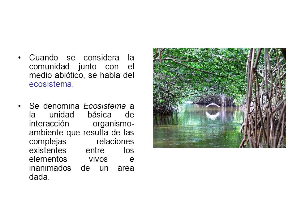 Cuando se considera la comunidad junto con el medio abiótico, se habla del ecosistema.