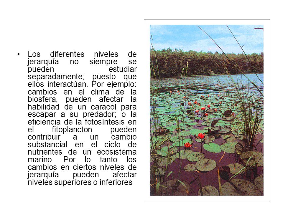 Los diferentes niveles de jerarquía no siempre se pueden estudiar separadamente; puesto que ellos interactúan.