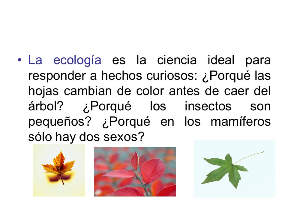 La ecología es la ciencia ideal para responder a hechos curiosos: ¿Porqué las hojas cambian de color antes de caer del árbol.