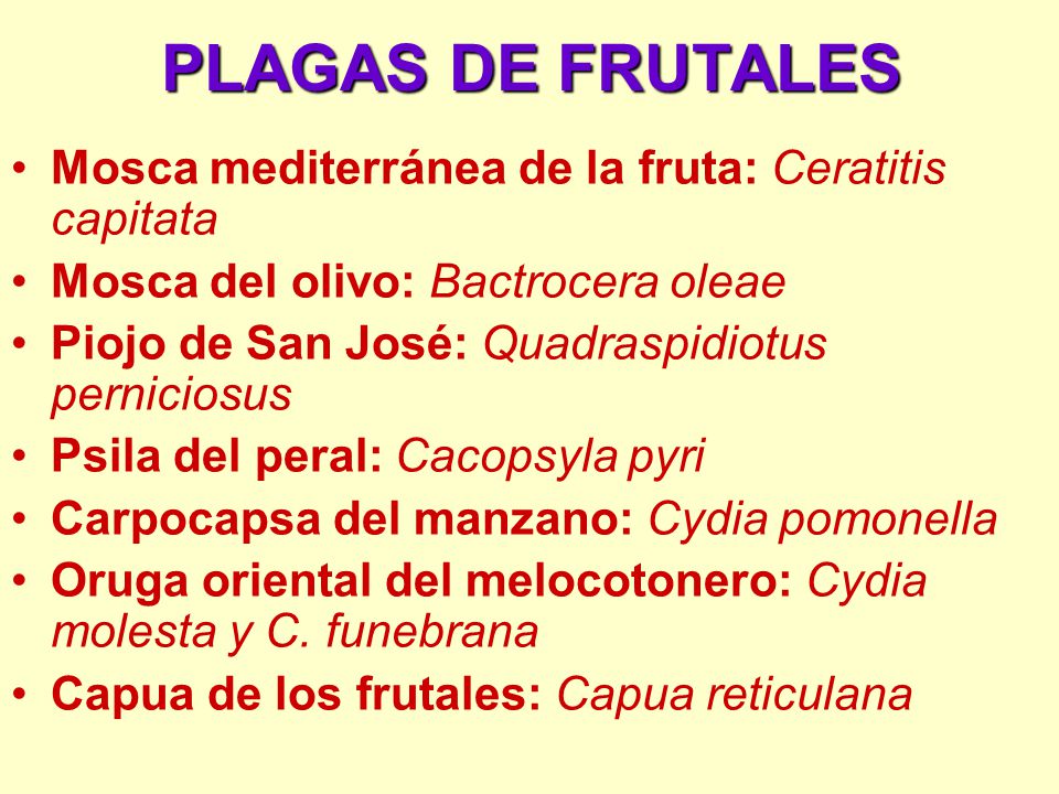 PLAGAS DE FRUTALES Mosca mediterránea de la fruta: Ceratitis capitata