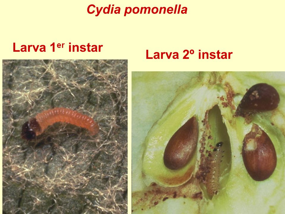 Cydia pomonella Larva 1er instar Larva 2º instar