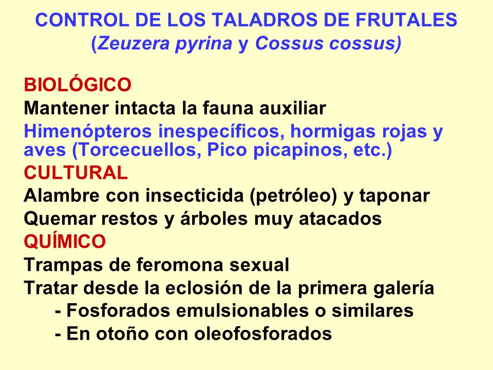 CONTROL DE LOS TALADROS DE FRUTALES (Zeuzera pyrina y Cossus cossus)