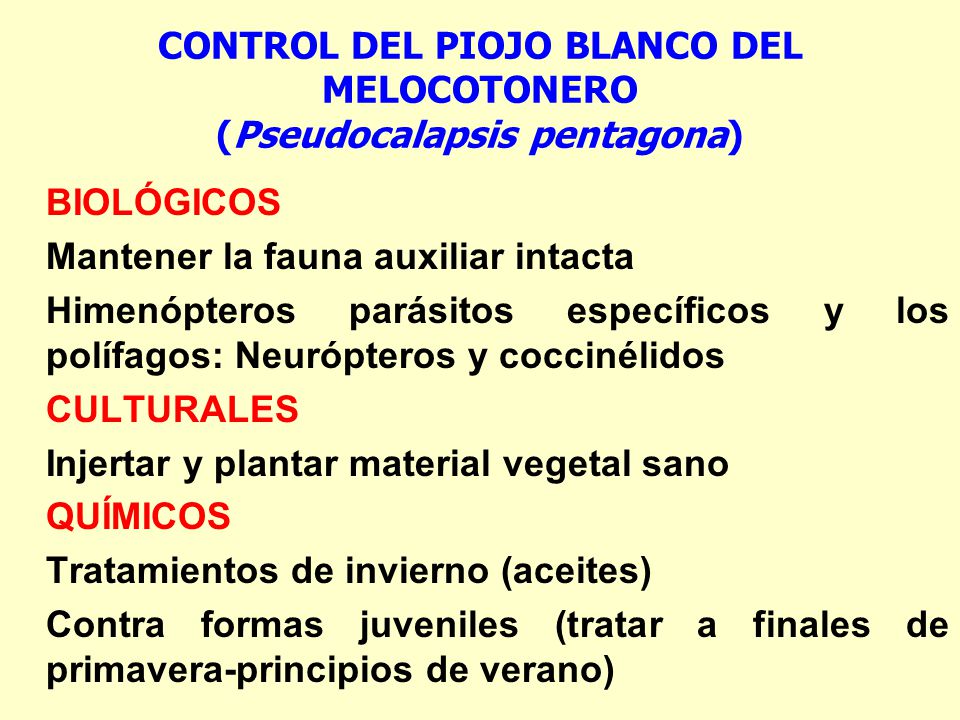 CONTROL DEL PIOJO BLANCO DEL MELOCOTONERO (Pseudocalapsis pentagona)
