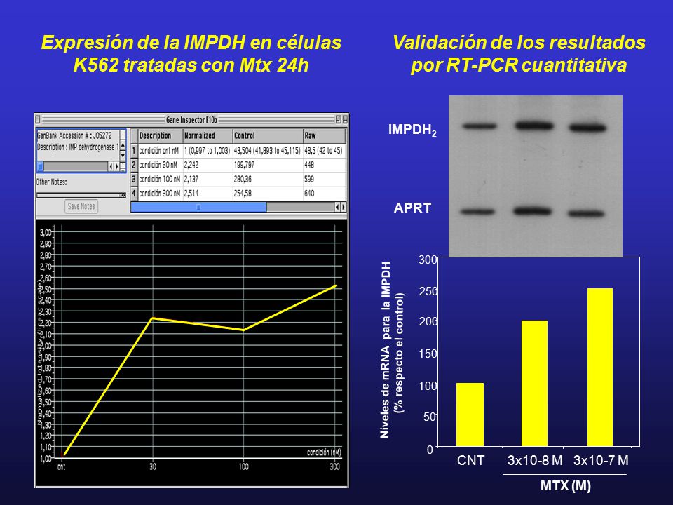 Expresión de la IMPDH en células K562 tratadas con Mtx 24h