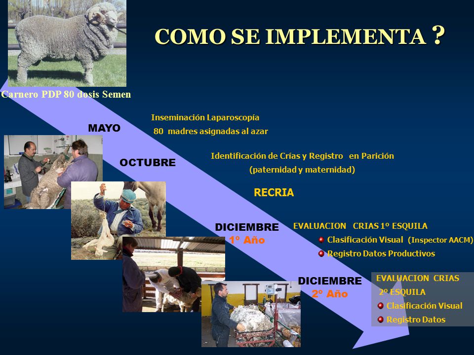 COMO SE IMPLEMENTA Carnero PDP 80 dosis Semen MAYO OCTUBRE RECRIA