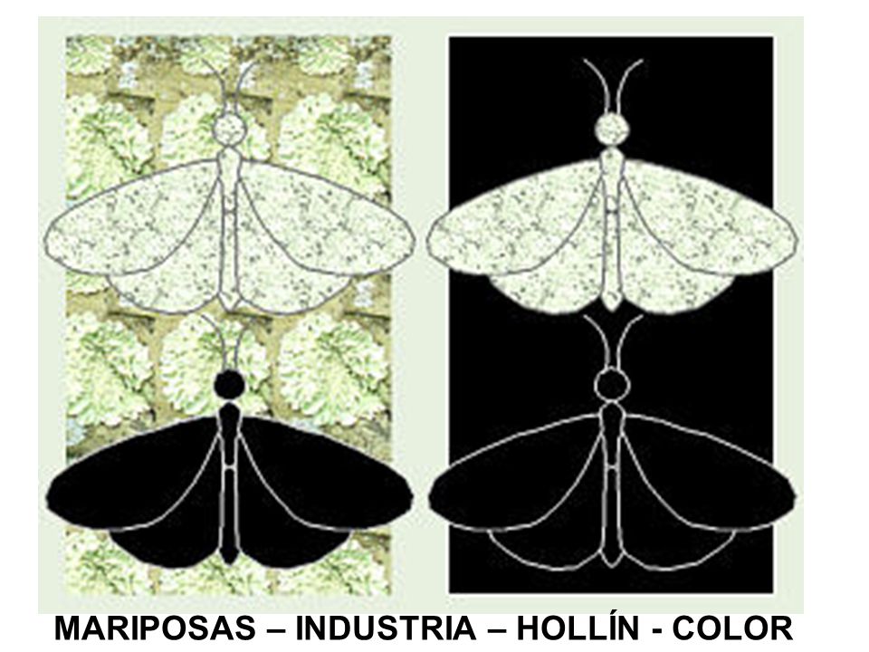 MARIPOSAS – INDUSTRIA – HOLLÍN - COLOR