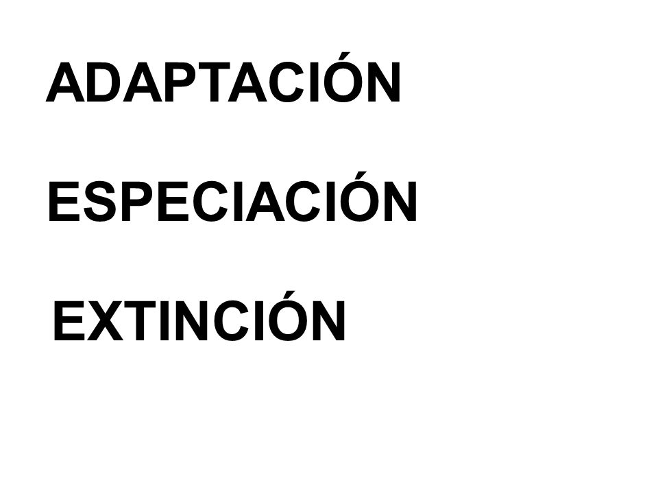 ADAPTACIÓN ESPECIACIÓN EXTINCIÓN