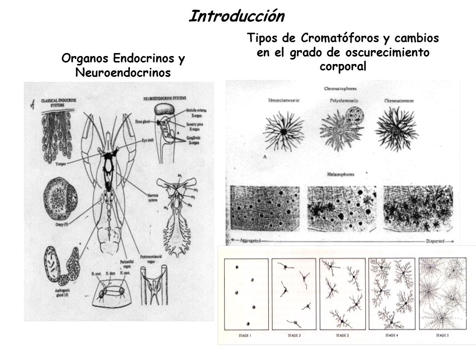 Tipos de Cromatóforos y cambios en el grado de oscurecimiento corporal