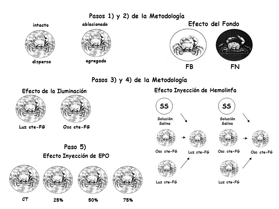 Pasos 1) y 2) de la Metodología Efecto del Fondo