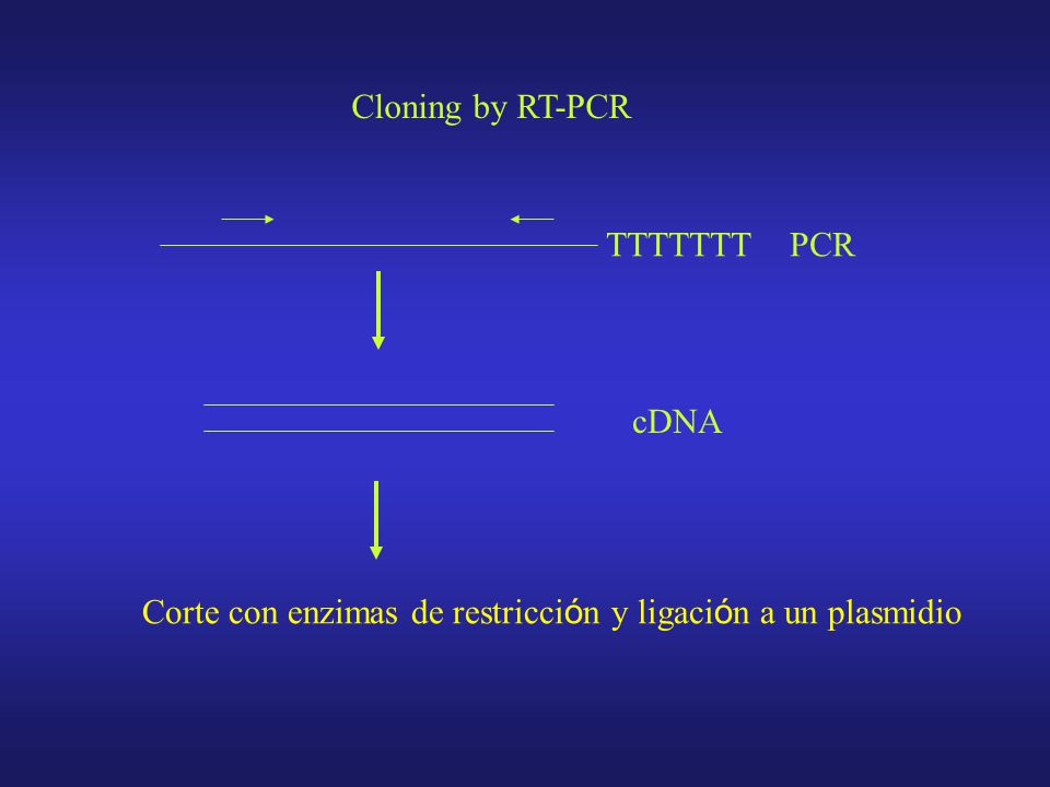 Cloning by RT-PCR TTTTTTT PCR cDNA Corte con enzimas de restricción y ligación a un plasmidio