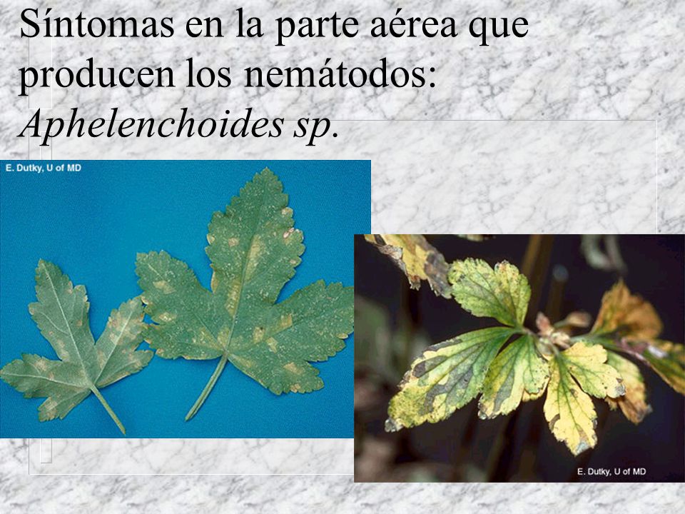 Síntomas en la parte aérea que producen los nemátodos: Aphelenchoides sp.