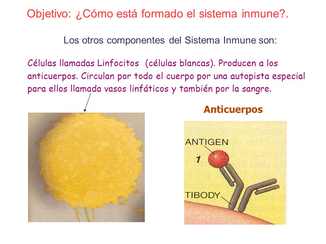 Objetivo: ¿Cómo está formado el sistema inmune .