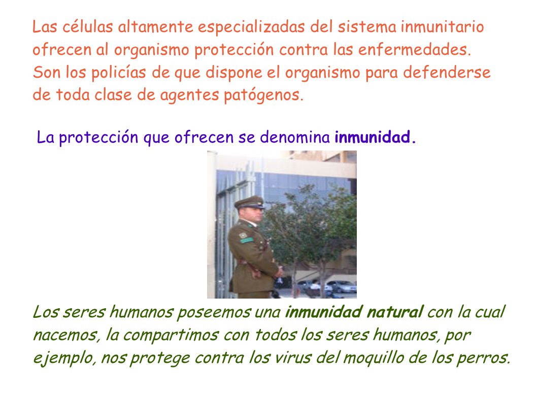 Las células altamente especializadas del sistema inmunitario ofrecen al organismo protección contra las enfermedades. Son los policías de que dispone el organismo para defenderse de toda clase de agentes patógenos.
