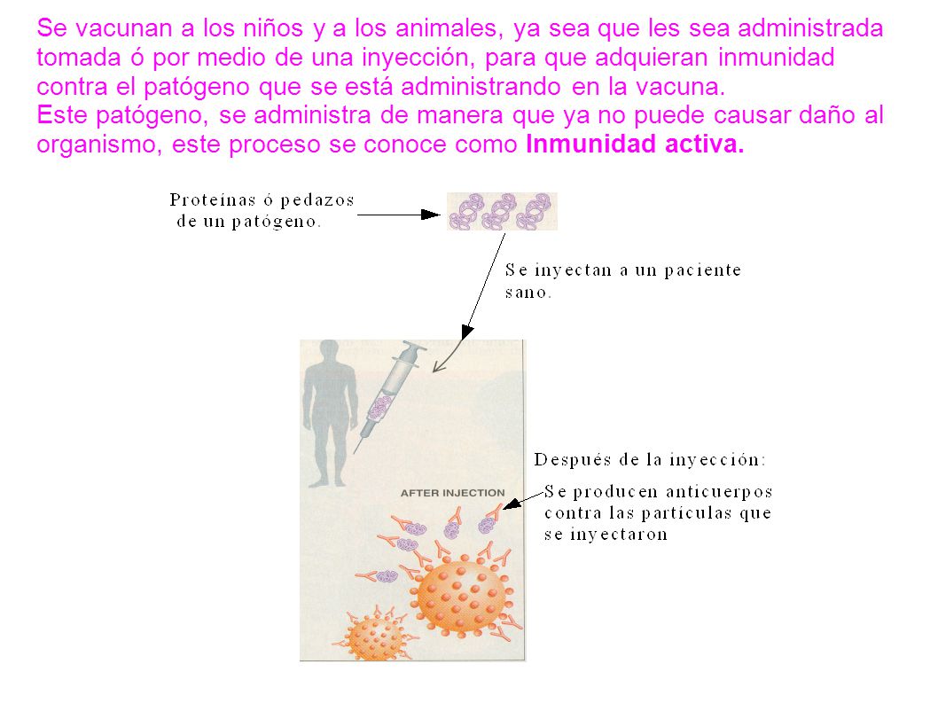 Se vacunan a los niños y a los animales, ya sea que les sea administrada