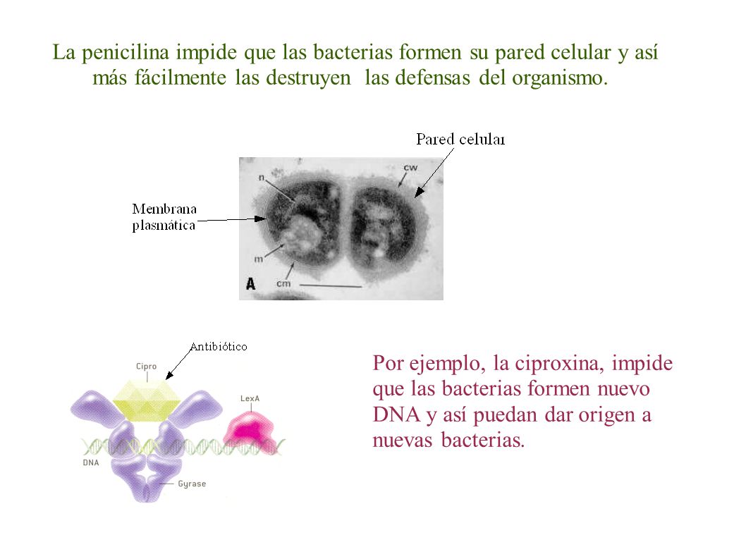 La penicilina impide que las bacterias formen su pared celular y así