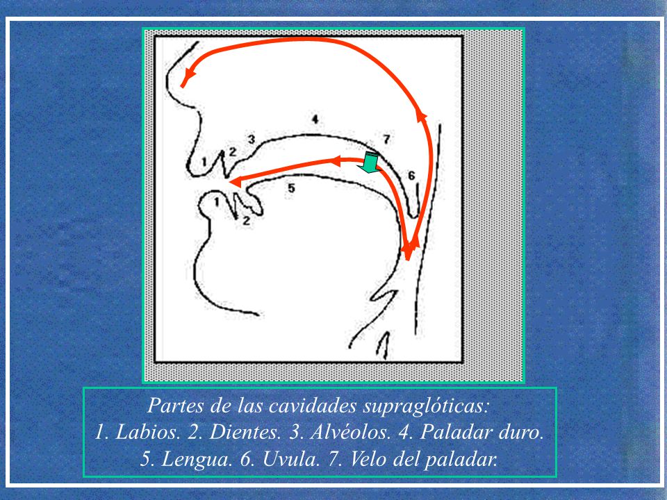 Partes de las cavidades supraglóticas: 1. Labios. 2. Dientes. 3
