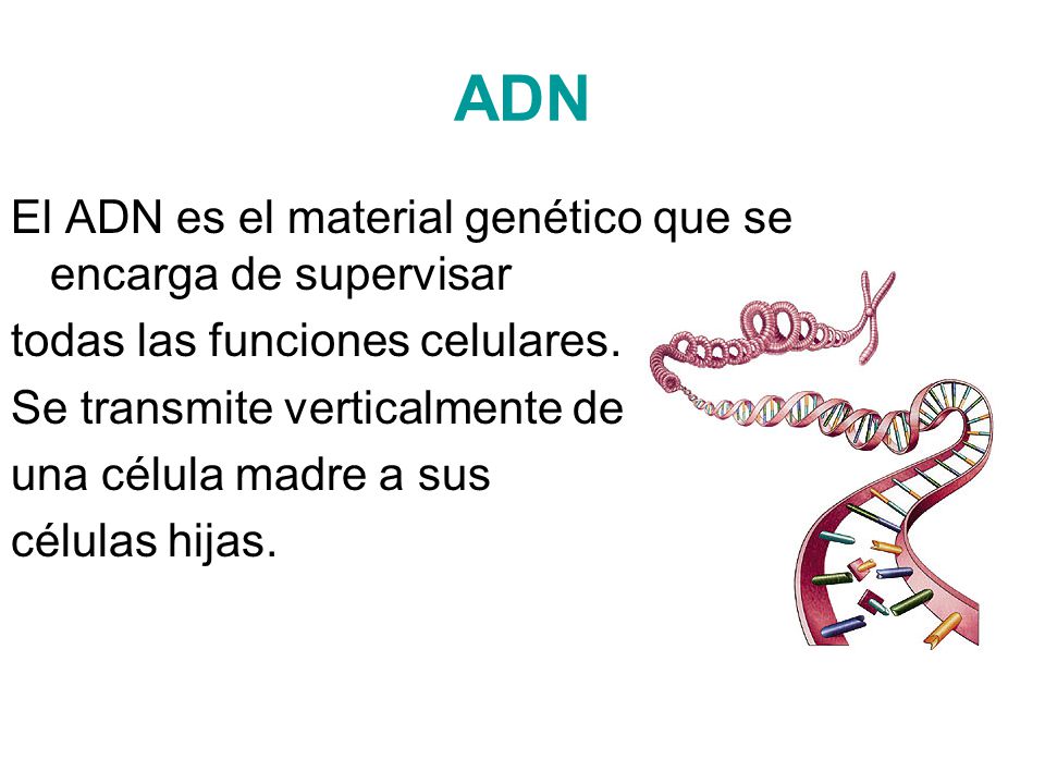 ADN El ADN es el material genético que se encarga de supervisar