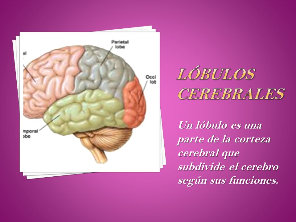 Lóbulos cerebrales Un lóbulo es una parte de la corteza cerebral que subdivide el cerebro según sus funciones.
