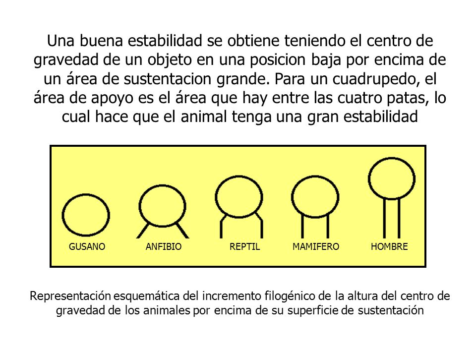 Una buena estabilidad se obtiene teniendo el centro de gravedad de un objeto en una posicion baja por encima de un área de sustentacion grande. Para un cuadrupedo, el área de apoyo es el área que hay entre las cuatro patas, lo cual hace que el animal tenga una gran estabilidad