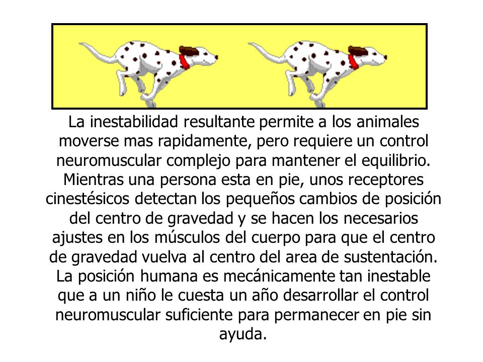 La inestabilidad resultante permite a los animales moverse mas rapidamente, pero requiere un control neuromuscular complejo para mantener el equilibrio.