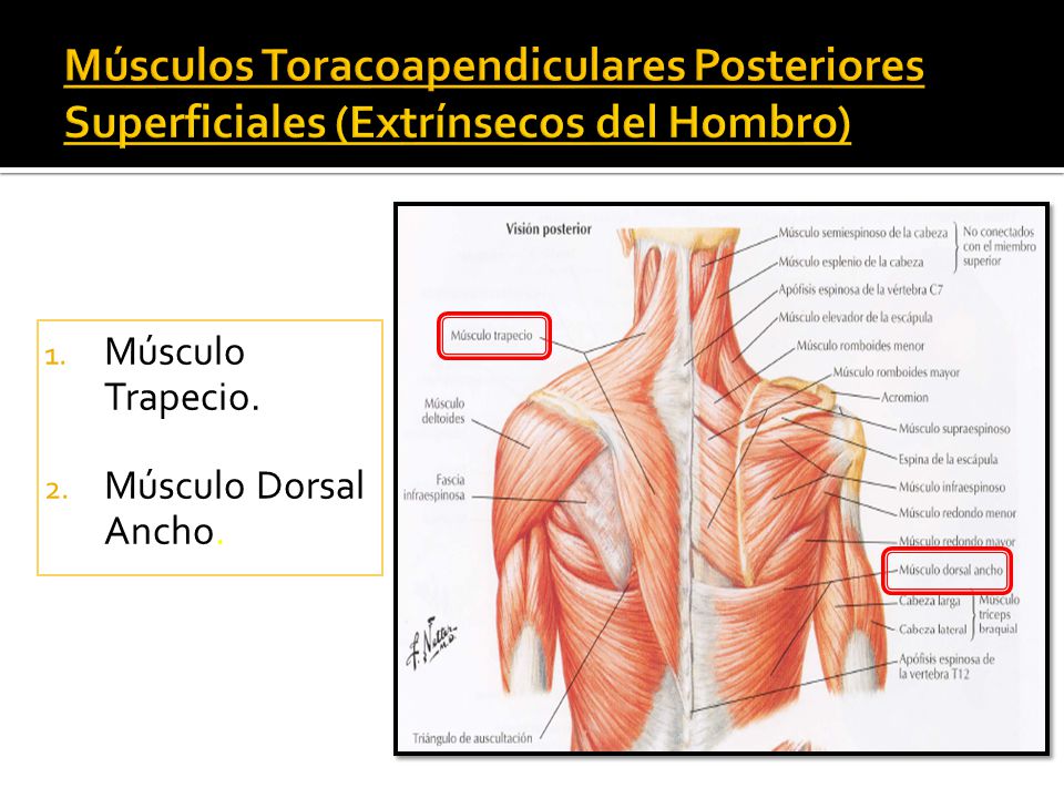 Músculos Toracoapendiculares Posteriores Superficiales (Extrínsecos del Hombro)