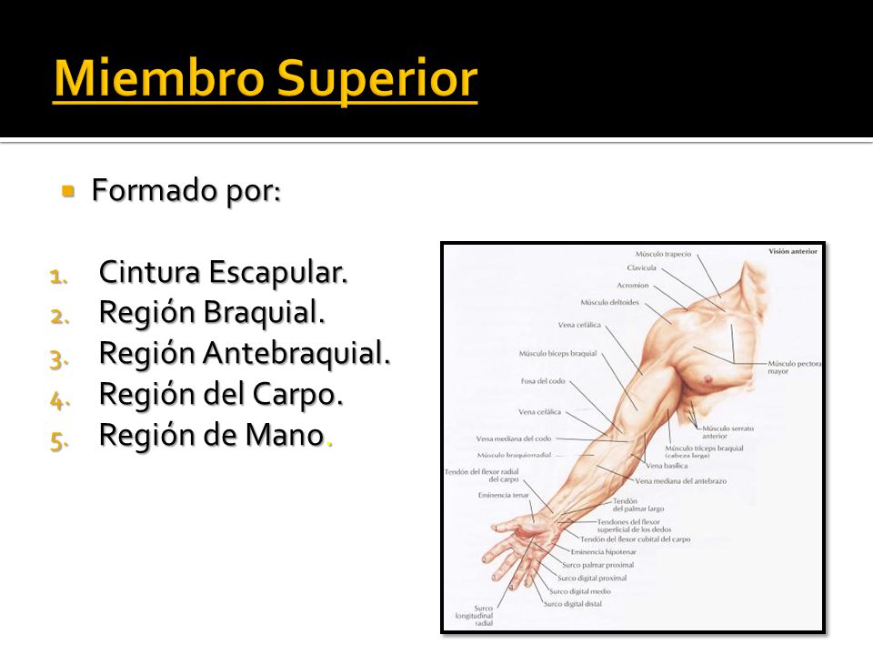 Miembro Superior Formado por: Cintura Escapular. Región Braquial.