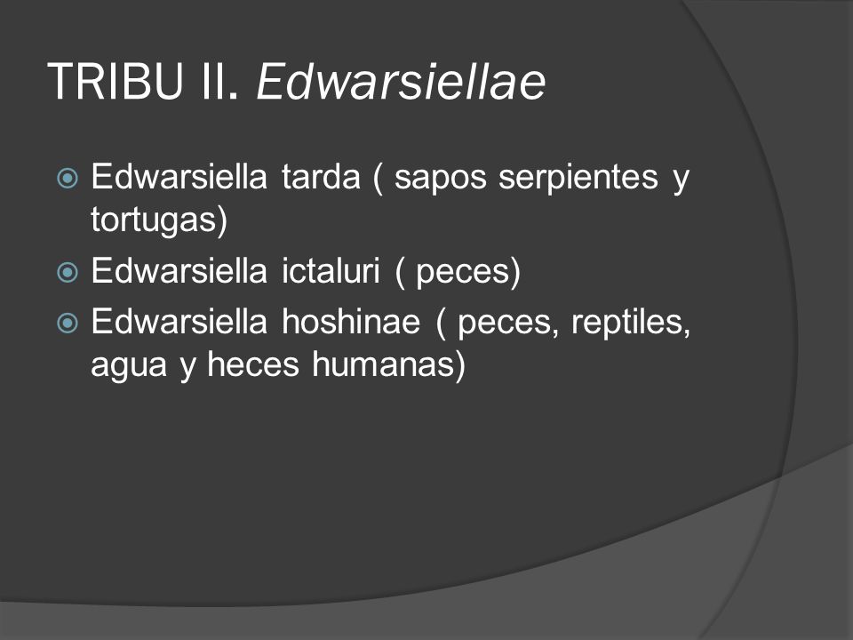 TRIBU II. Edwarsiellae Edwarsiella tarda ( sapos serpientes y tortugas) Edwarsiella ictaluri ( peces)