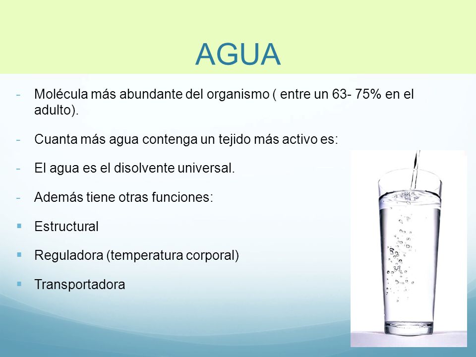 AGUA Molécula más abundante del organismo ( entre un % en el adulto). Cuanta más agua contenga un tejido más activo es:
