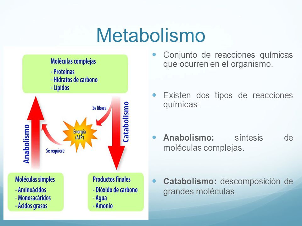 Metabolismo Conjunto de reacciones químicas que ocurren en el organismo. Existen dos tipos de reacciones químicas: