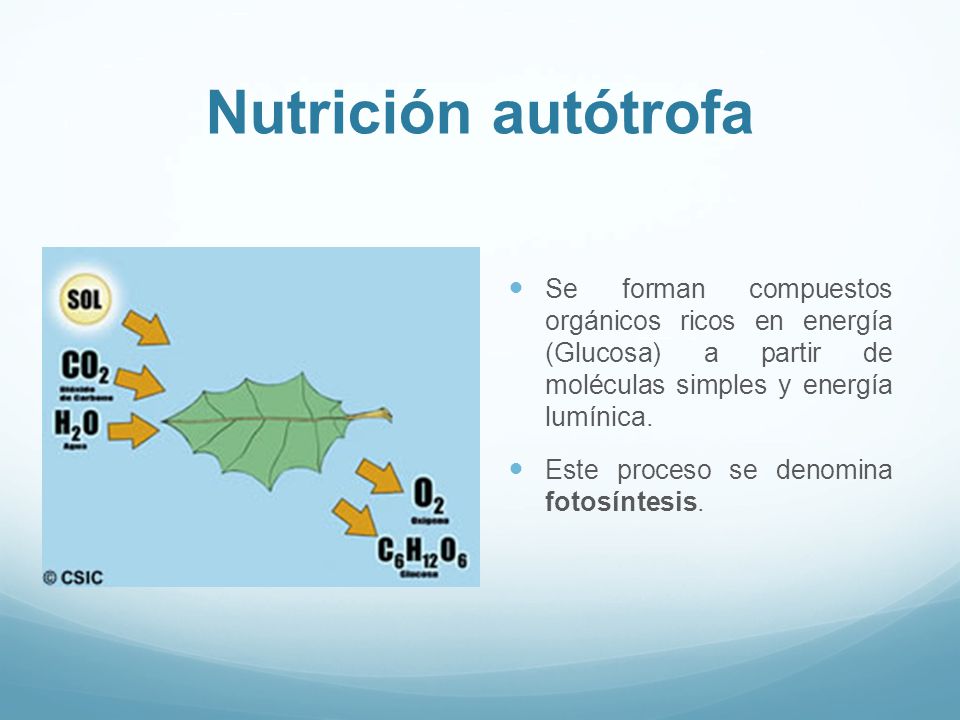 Nutrición autótrofa Se forman compuestos orgánicos ricos en energía (Glucosa) a partir de moléculas simples y energía lumínica.