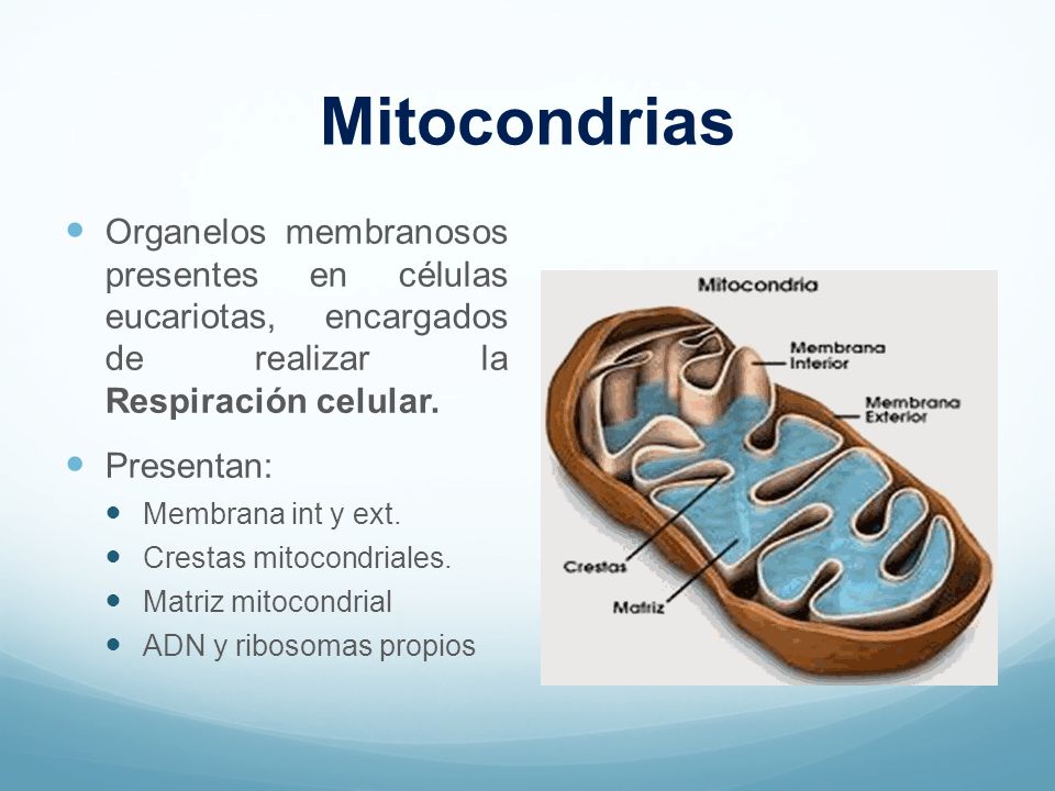 Mitocondrias Organelos membranosos presentes en células eucariotas, encargados de realizar la Respiración celular.