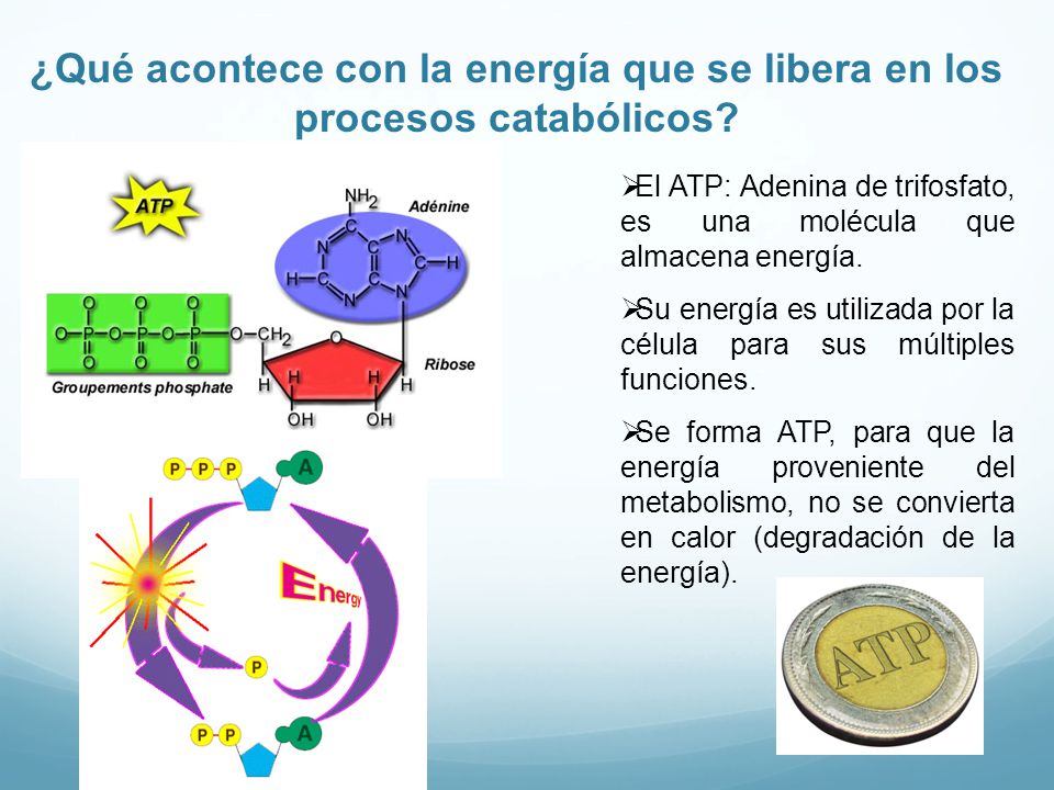 ¿Qué acontece con la energía que se libera en los procesos catabólicos