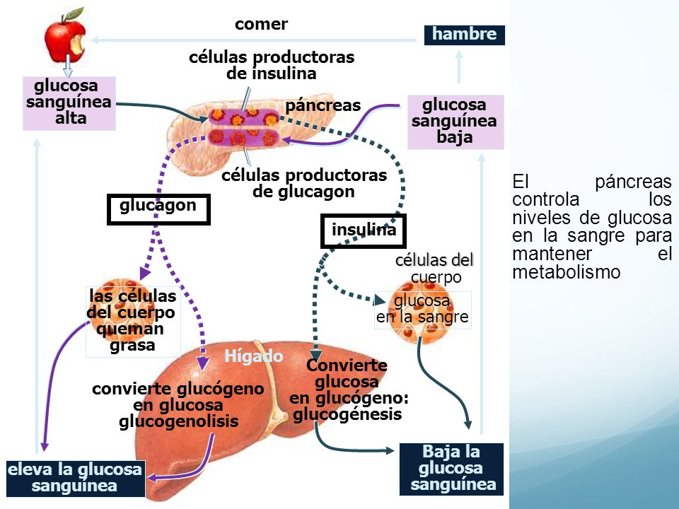 comer hambre. células productoras. de insulina. glucosa. sanguínea. alta. páncreas. glucosa.