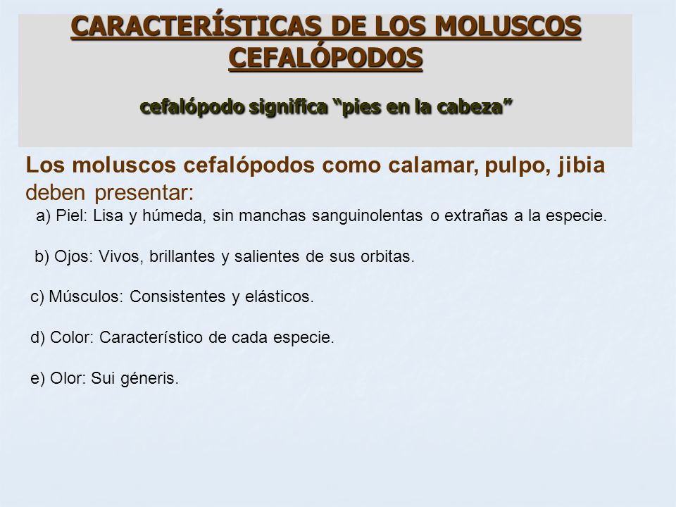 CARACTERÍSTICAS DE LOS MOLUSCOS CEFALÓPODOS cefalópodo significa pies en la cabeza
