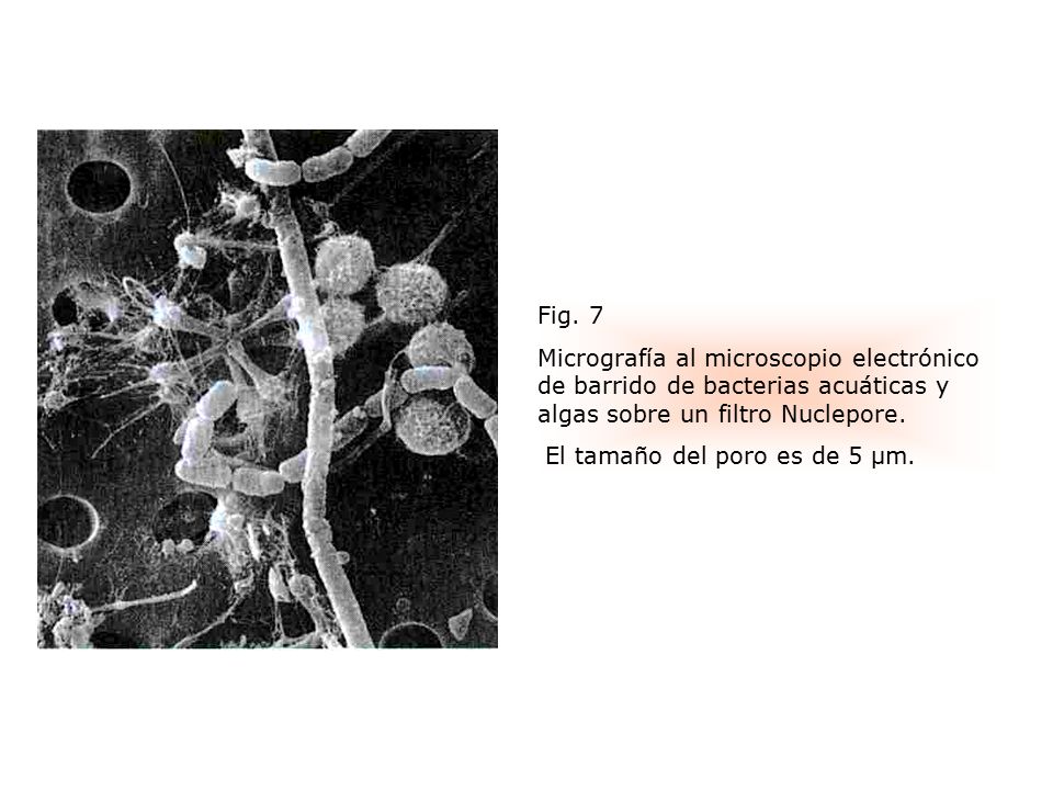 Fig. 7 Micrografía al microscopio electrónico de barrido de bacterias acuáticas y algas sobre un filtro Nuclepore.