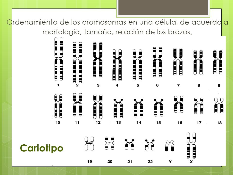 Ordenamiento de los cromosomas en una célula, de acuerdo a morfología, tamaño, relación de los brazos.