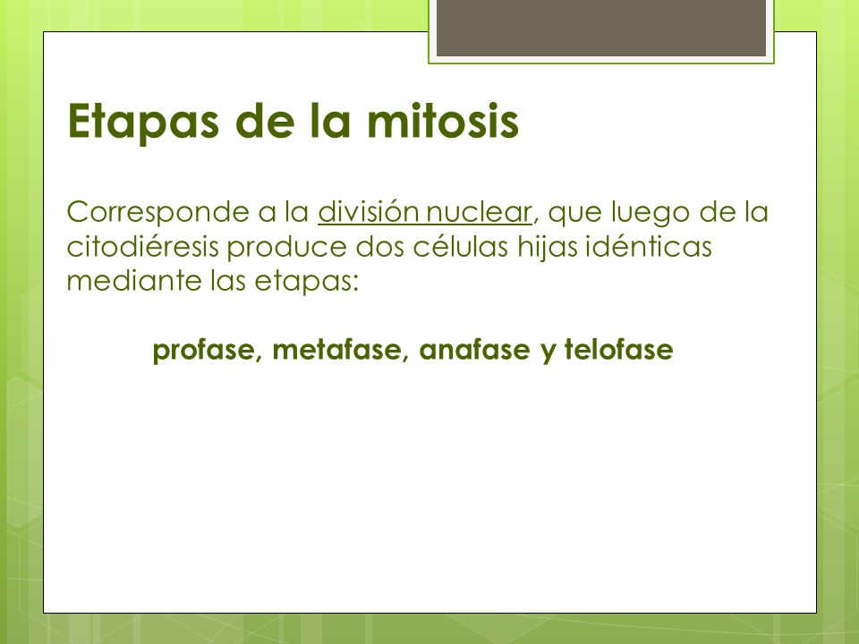 Etapas de la mitosis Corresponde a la división nuclear, que luego de la citodiéresis produce dos células hijas idénticas mediante las etapas: profase, metafase, anafase y telofase