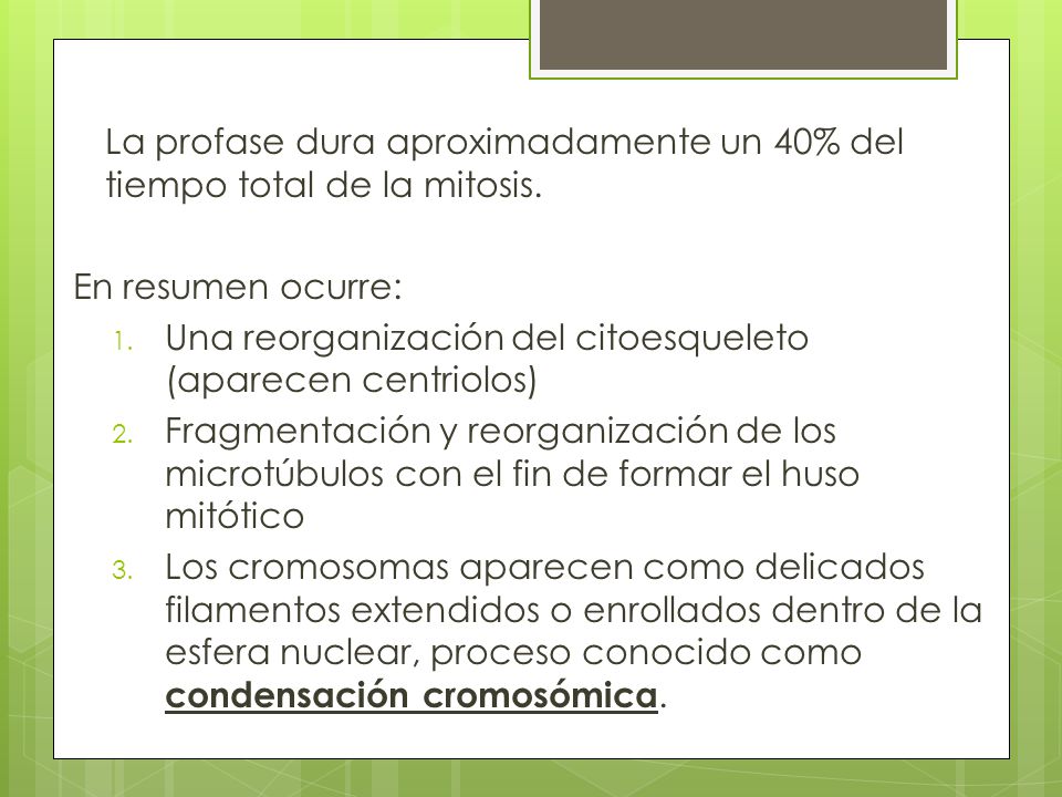 La profase dura aproximadamente un 40% del tiempo total de la mitosis.