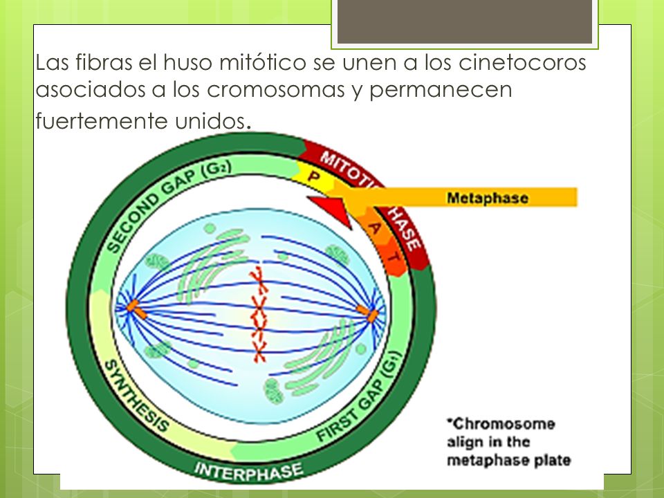 Las fibras el huso mitótico se unen a los cinetocoros asociados a los cromosomas y permanecen fuertemente unidos.