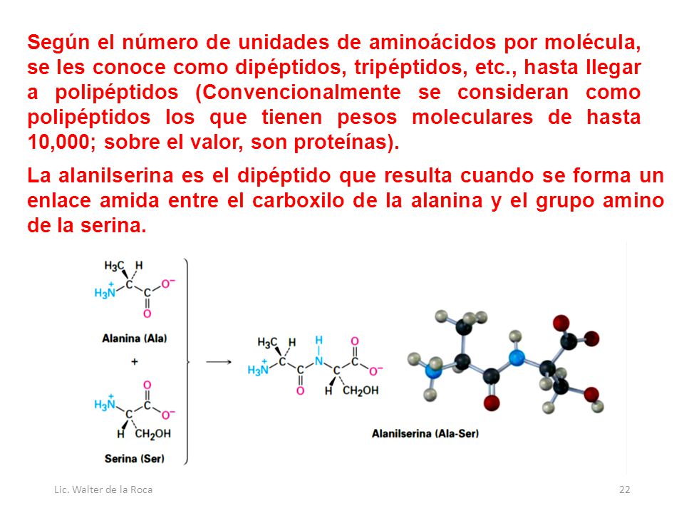 Según el número de unidades de aminoácidos por molécula, se les conoce como dipéptidos, tripéptidos, etc., hasta llegar a polipéptidos (Convencionalmente se consideran como polipéptidos los que tienen pesos moleculares de hasta 10,000; sobre el valor, son proteínas).