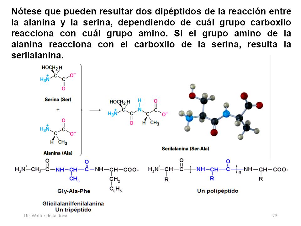 Nótese que pueden resultar dos dipéptidos de la reacción entre la alanina y la serina, dependiendo de cuál grupo carboxilo reacciona con cuál grupo amino. Si el grupo amino de la alanina reacciona con el carboxilo de la serina, resulta la serilalanina.