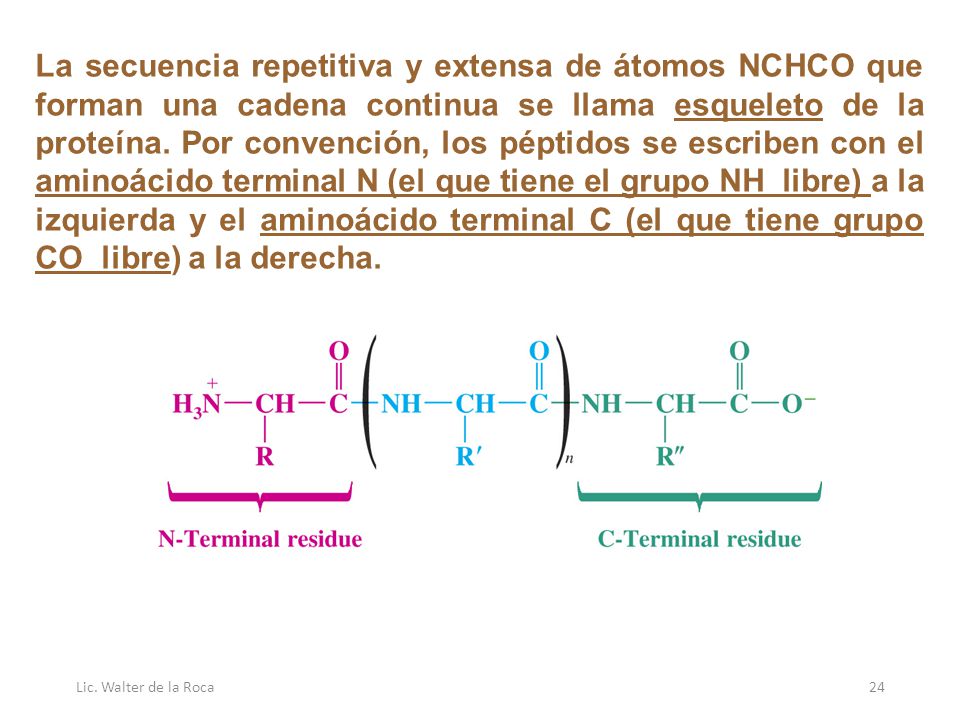 La secuencia repetitiva y extensa de átomos NCHCO que forman una cadena continua se llama esqueleto de la proteína. Por convención, los péptidos se escriben con el aminoácido terminal N (el que tiene el grupo NH libre) a la izquierda y el aminoácido terminal C (el que tiene grupo CO libre) a la derecha.
