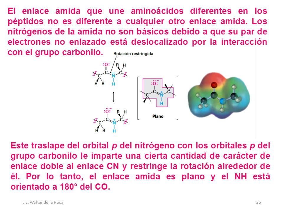 El enlace amida que une aminoácidos diferentes en los péptidos no es diferente a cualquier otro enlace amida. Los nitrógenos de la amida no son básicos debido a que su par de electrones no enlazado está deslocalizado por la interacción con el grupo carbonilo.