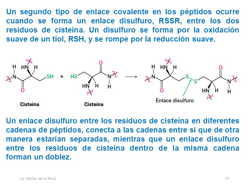 Un segundo tipo de enlace covalente en los péptidos ocurre cuando se forma un enlace disulfuro, RSSR, entre los dos residuos de cisteína. Un disulfuro se forma por la oxidación suave de un tiol, RSH, y se rompe por la reducción suave.
