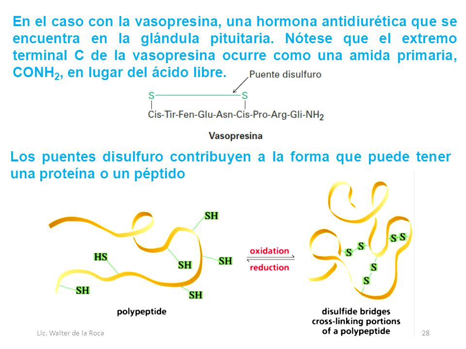 En el caso con la vasopresina, una hormona antidiurética que se encuentra en la glándula pituitaria. Nótese que el extremo terminal C de la vasopresina ocurre como una amida primaria, CONH2, en lugar del ácido libre.