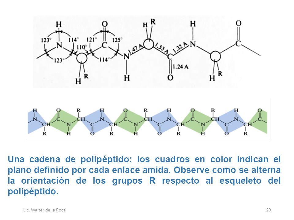 Una cadena de polipéptido: los cuadros en color indican el plano definido por cada enlace amida. Observe como se alterna la orientación de los grupos R respecto al esqueleto del polipéptido.