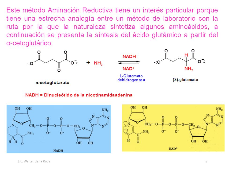 Este método Aminación Reductiva tiene un interés particular porque tiene una estrecha analogía entre un método de laboratorio con la ruta por la que la naturaleza sintetiza algunos aminoácidos, a continuación se presenta la síntesis del ácido glutámico a partir del α-cetoglutárico.