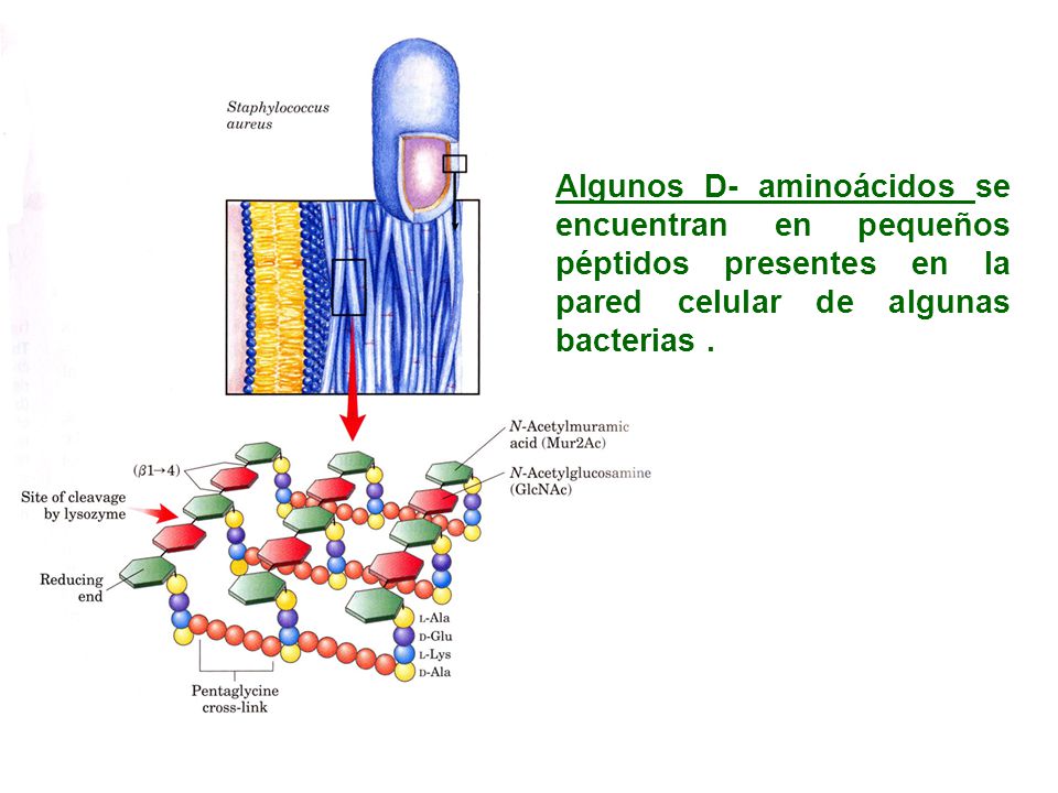 Algunos D- aminoácidos se encuentran en pequeños péptidos presentes en la pared celular de algunas bacterias .