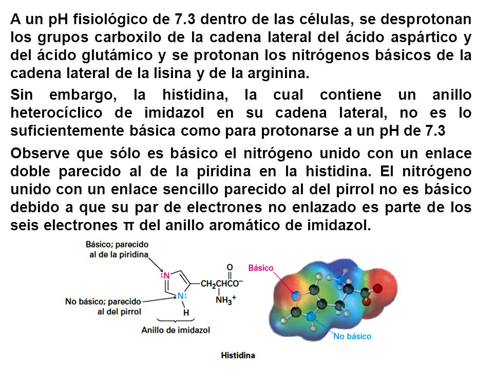 A un pH fisiológico de 7.3 dentro de las células, se desprotonan los grupos carboxilo de la cadena lateral del ácido aspártico y del ácido glutámico y se protonan los nitrógenos básicos de la cadena lateral de la lisina y de la arginina.