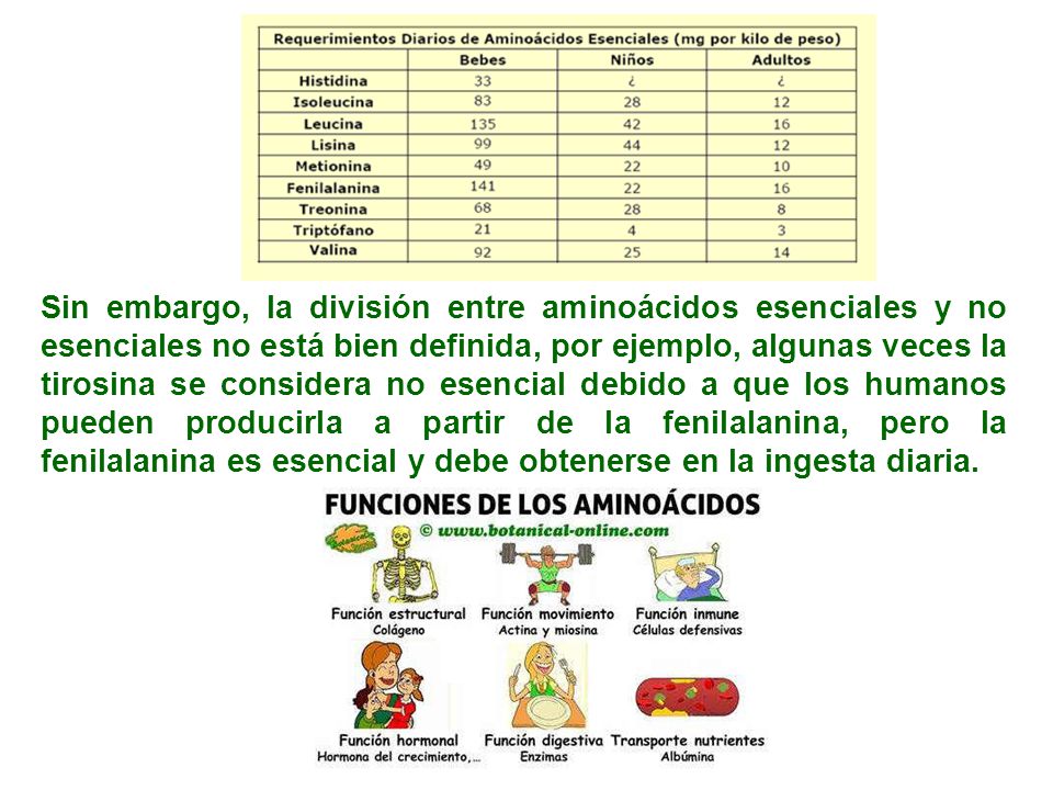 Sin embargo, la división entre aminoácidos esenciales y no esenciales no está bien definida, por ejemplo, algunas veces la tirosina se considera no esencial debido a que los humanos pueden producirla a partir de la fenilalanina, pero la fenilalanina es esencial y debe obtenerse en la ingesta diaria.